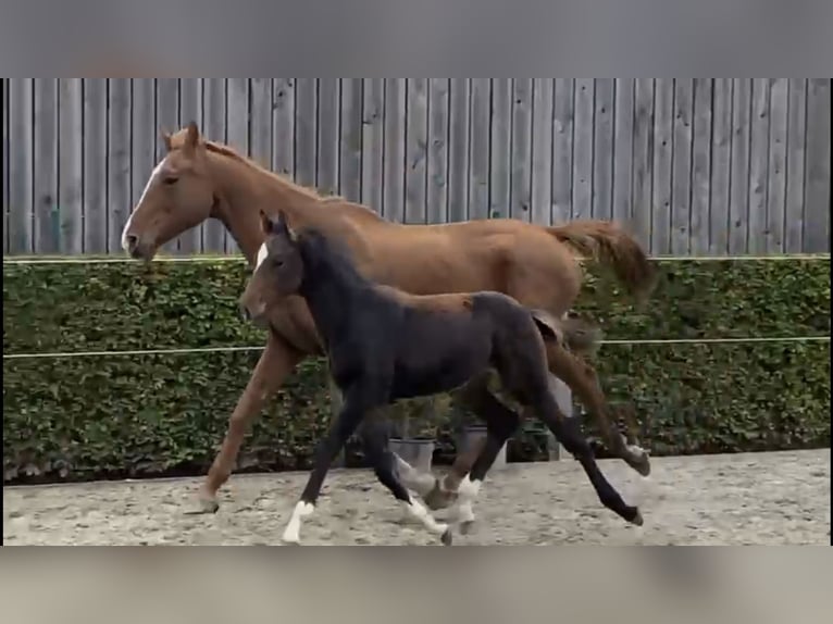 Belgisches Warmblut Hengst Fohlen (05/2025) 168 cm Brauner in Oosterzele