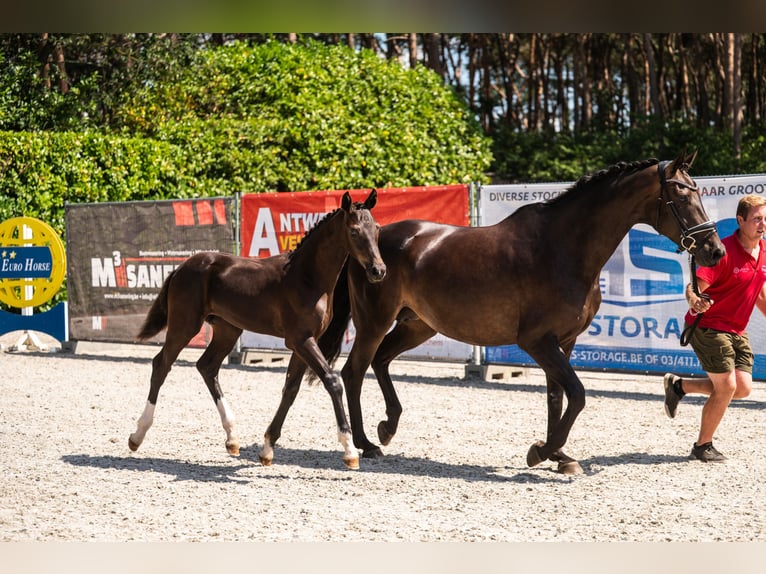 Belgisches Warmblut Hengst Fohlen (04/2026) 170 cm Rappe in Oostmalle