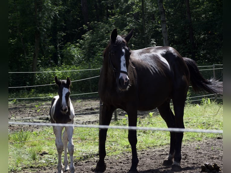 Belgisches Warmblut Hengst Fohlen (05/2026) 170 cm Schecke in VoorburgWechelderzande