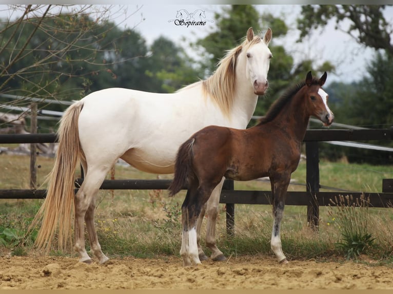 Belgisches Warmblut Hengst Fohlen (05/2026) 170 cm Schwarzbrauner in Vigneux-Hocquet
