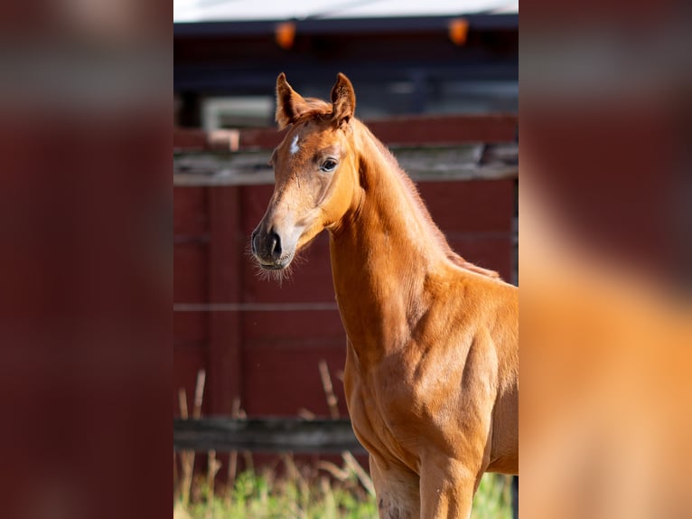 Belgisches Warmblut Hengst Fohlen (05/2025) 173 cm in Pelt