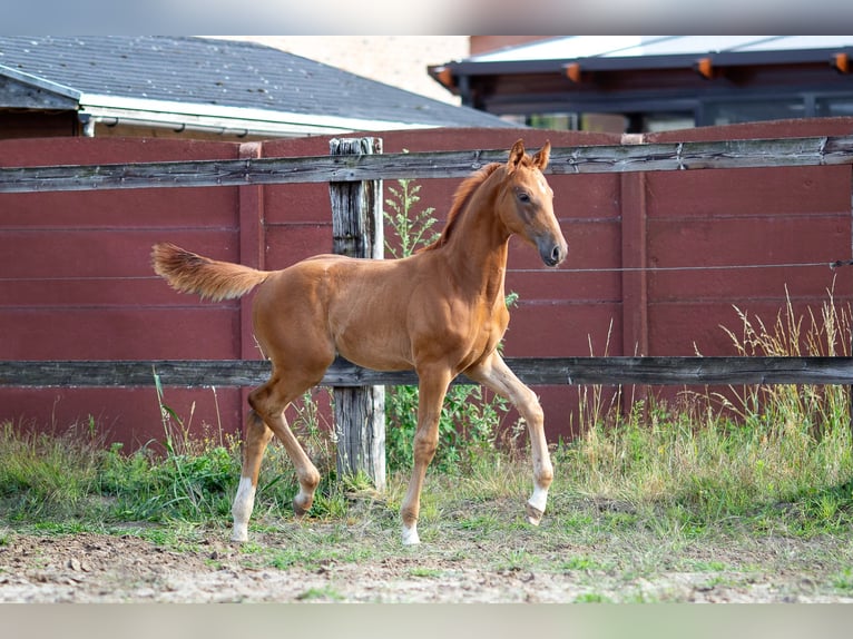 Belgisches Warmblut Hengst Fohlen (05/2025) 173 cm in Pelt