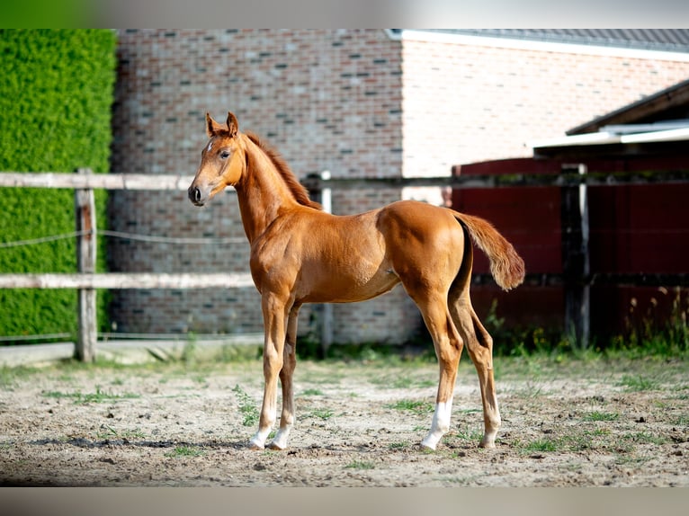 Belgisches Warmblut Hengst Fohlen (05/2025) 173 cm in Pelt