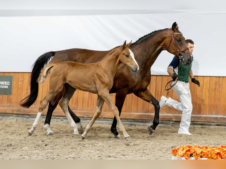 Belgisches Warmblut Hengst Fohlen (05/2025) in Babor&#xF3;wko