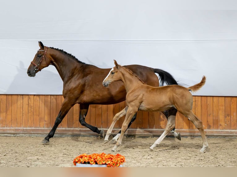 Belgisches Warmblut Hengst Fohlen (05/2025) in Babor&#xF3;wko