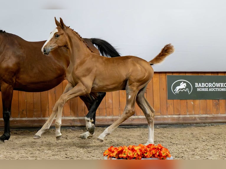 Belgisches Warmblut Hengst Fohlen (05/2025) in Babor&#xF3;wko