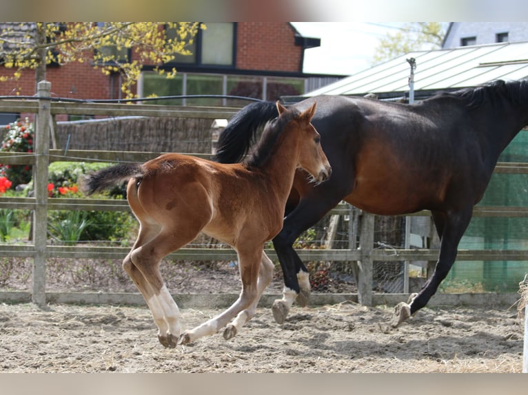 Belgisches Warmblut Hengst  Brauner in izegem9