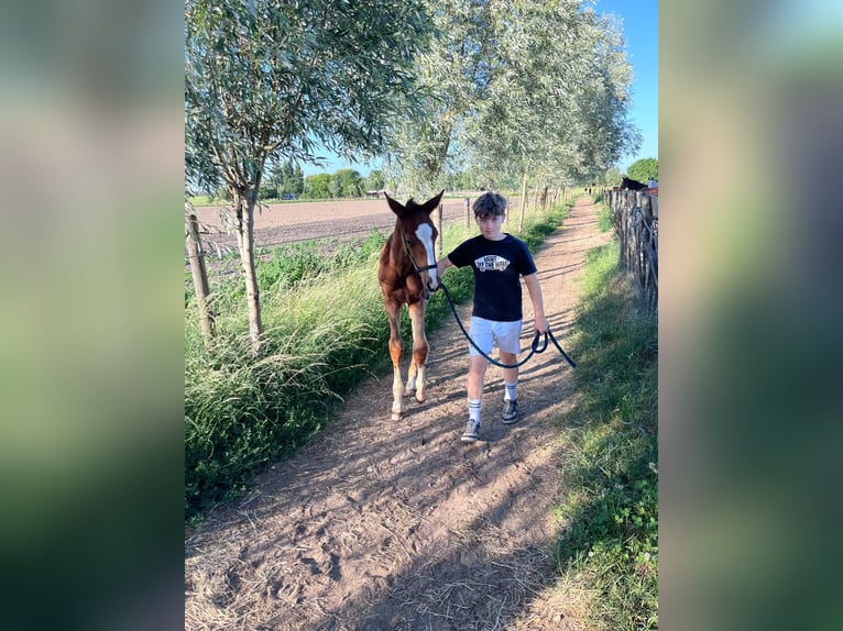 Belgisches Warmblut Hengst Fohlen (04/2026) Brauner in Wingene