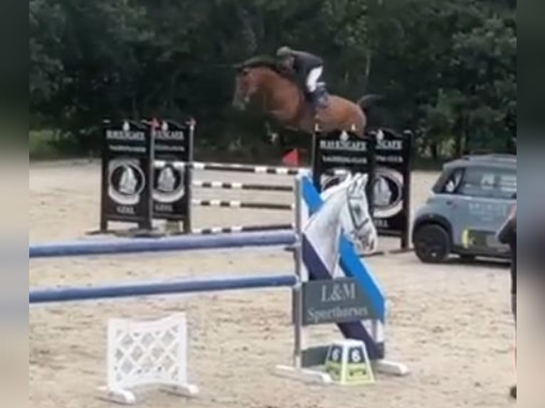 Belgisches Warmblut Hengst Fohlen (04/2026) Brauner in Arendonk