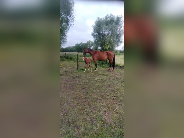 Belgisches Warmblut Hengst Fohlen (05/2025) Brauner in Beerzel
