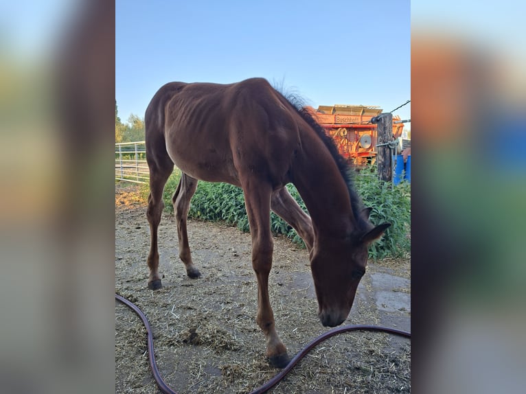 Belgisches Warmblut Hengst Fohlen (05/2026) Brauner in Geel