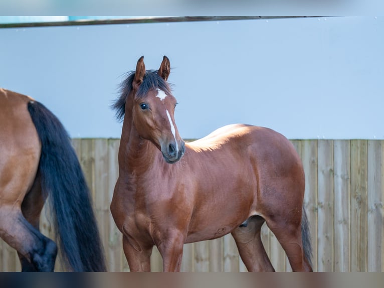 Belgisches Warmblut Hengst Fohlen (03/2025) Brauner in GROTE-BROGEL