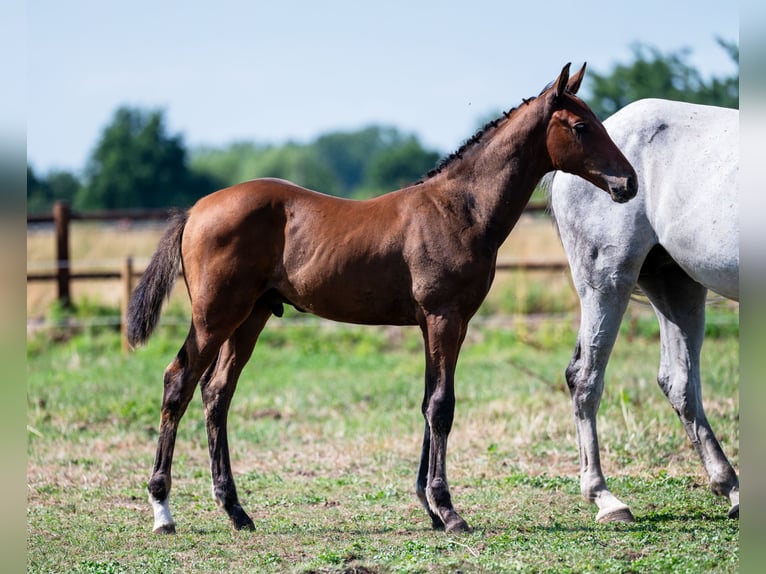Belgisches Warmblut Hengst Fohlen (04/2025) Brauner in GROTE-BROGEL