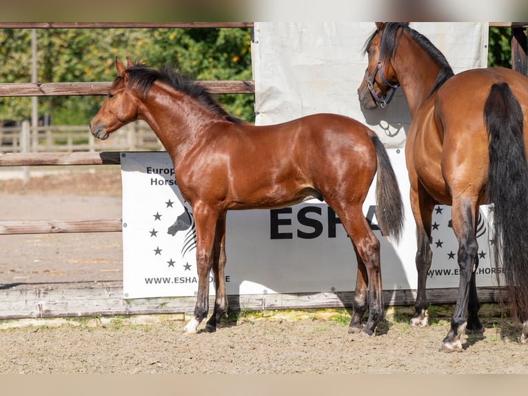 Belgisches Warmblut Hengst Fohlen (03/2025) Brauner in GROTE-BROGEL
