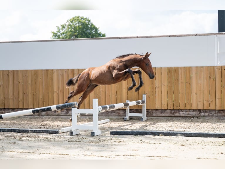 Belgisches Warmblut Hengst  Brauner in GROTE-BROGEL