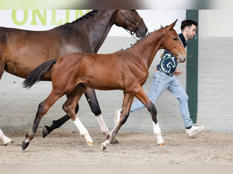 Belgisches Warmblut Hengst Fohlen (06/2026) Brauner in Heerde