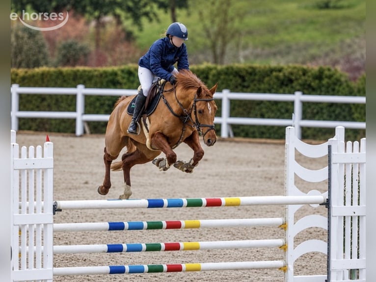 Belgisches Warmblut Hengst Fohlen (04/2026) Brauner in Aalter