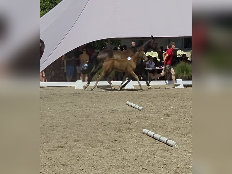 Belgisches Warmblut Hengst Fohlen (03/2026) Brauner in Grez-Doiceau