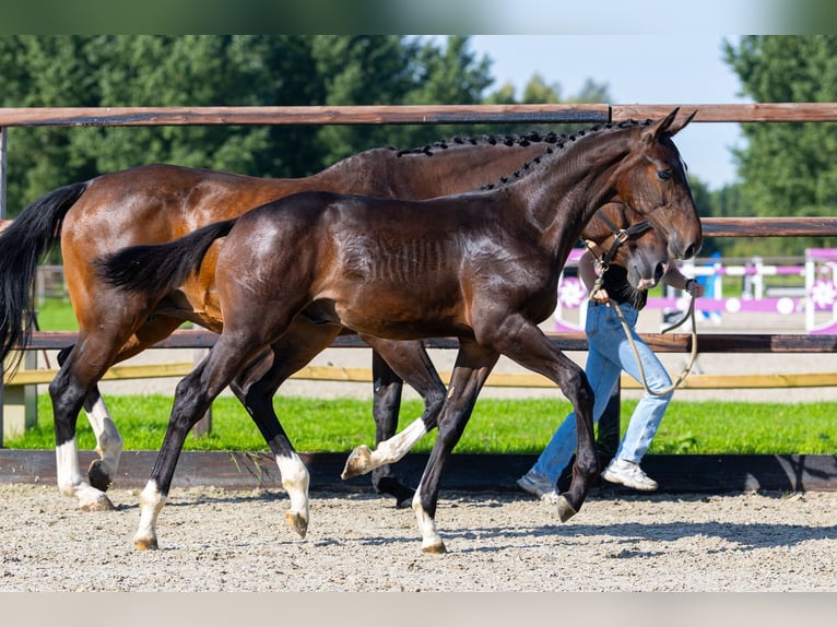 Belgisches Warmblut Hengst Fohlen (05/2026) Brauner in Waddinxveen