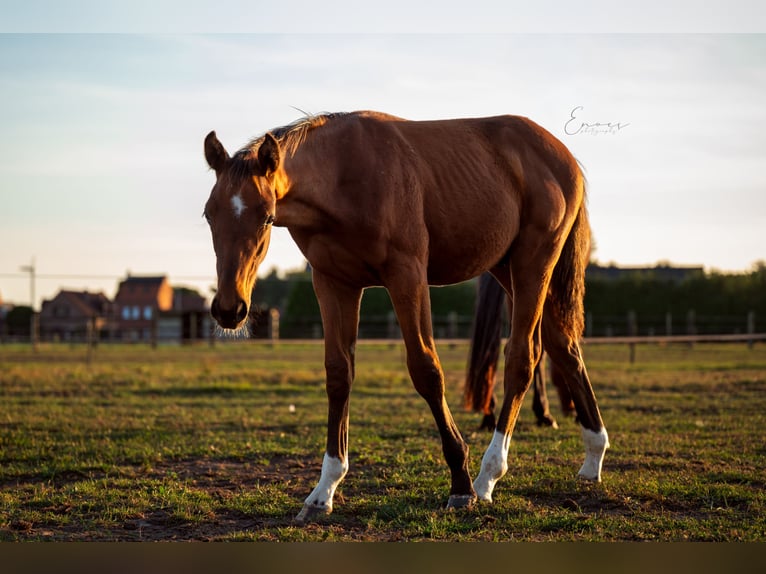 Belgisches Warmblut Hengst Fohlen (04/2025) Brauner in Zele