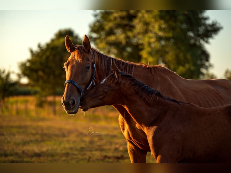 Belgisches Warmblut Hengst Fohlen (04/2025) Brauner in Zele