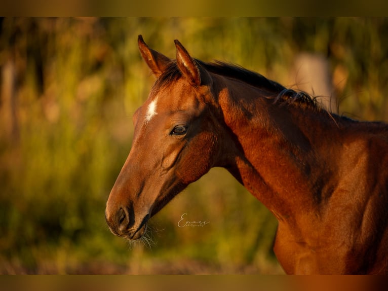 Belgisches Warmblut Hengst Fohlen (04/2025) Brauner in Zele