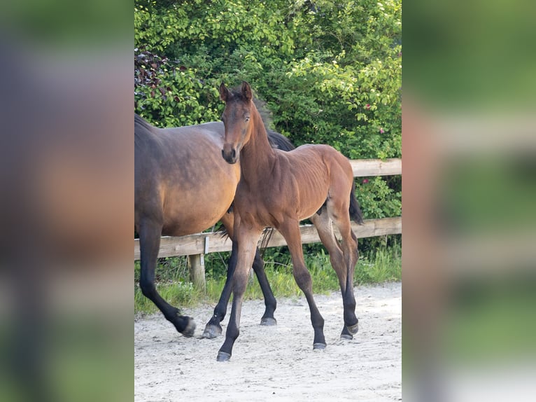 Belgisches Warmblut Hengst  Brauner in GROTE-BROGEL