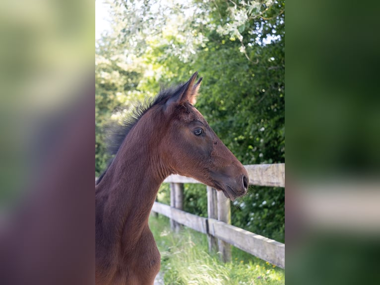 Belgisches Warmblut Hengst  Brauner in GROTE-BROGEL