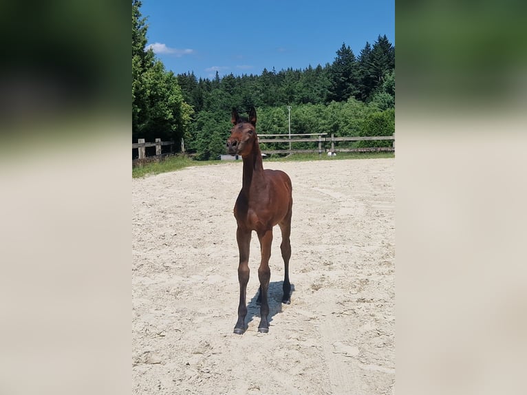 Belgisches Warmblut Hengst  Brauner in GROTE-BROGEL