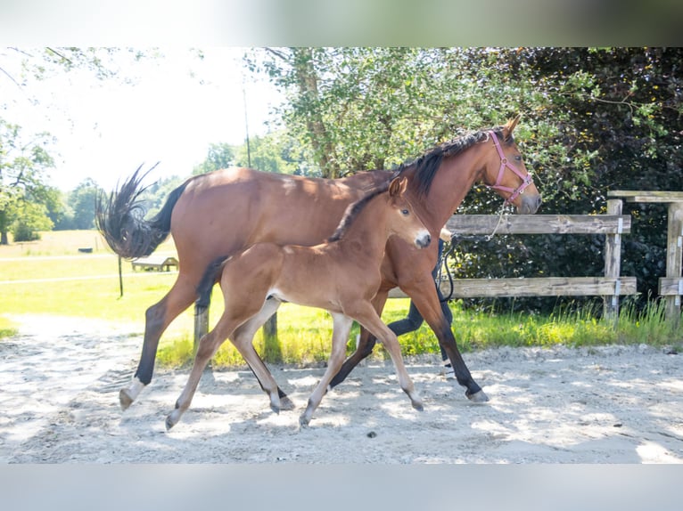 Belgisches Warmblut Hengst  Brauner in GROTE-BROGEL