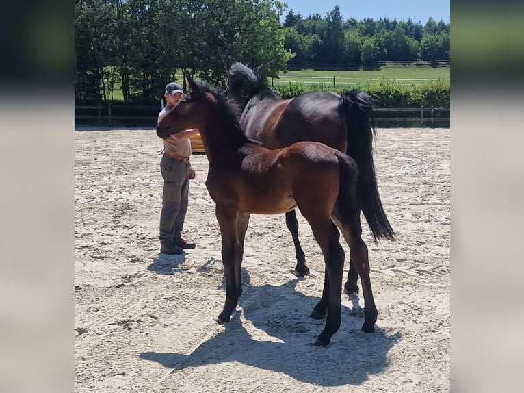 Belgisches Warmblut Hengst  Brauner in GROTE-BROGEL