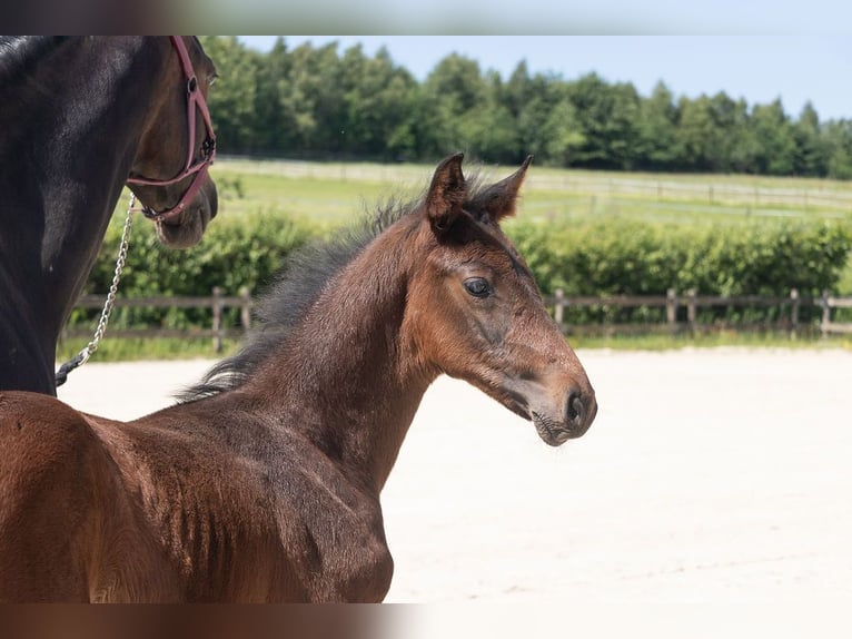 Belgisches Warmblut Hengst  Brauner in GROTE-BROGEL