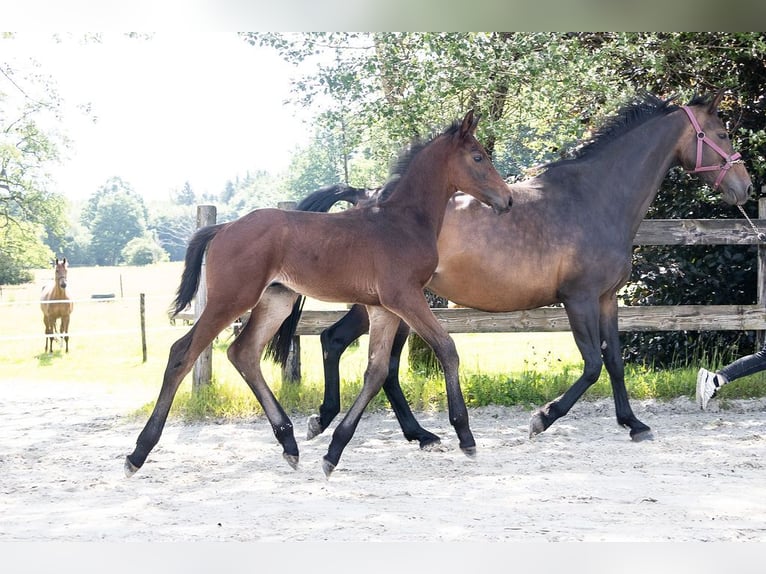 Belgisches Warmblut Hengst  Brauner in GROTE-BROGEL