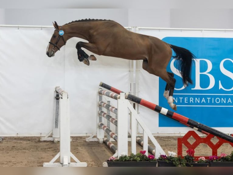 Belgisches Warmblut Hengst Fohlen (04/2026) Champagne in Aalter
