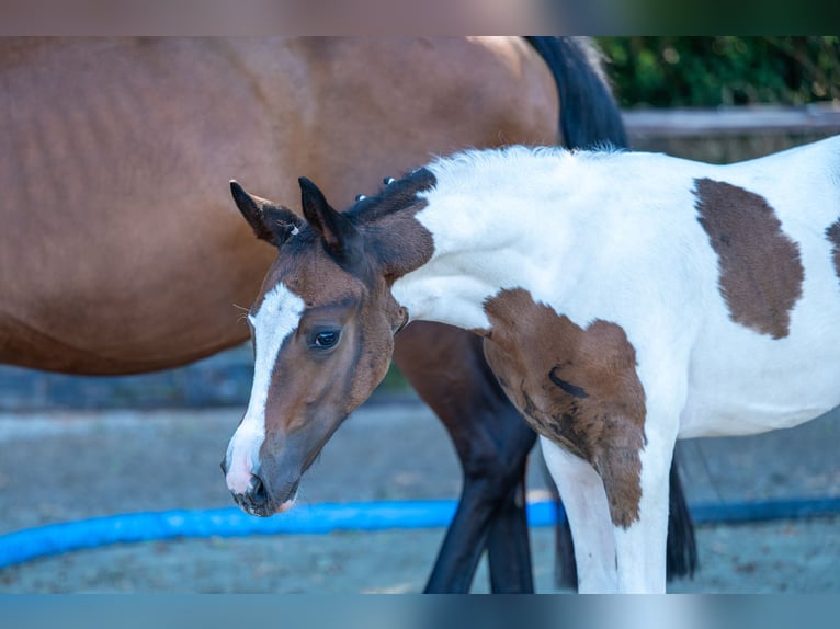 Belgisches Warmblut Hengst Fohlen (06/2025) in GROTE-BROGEL