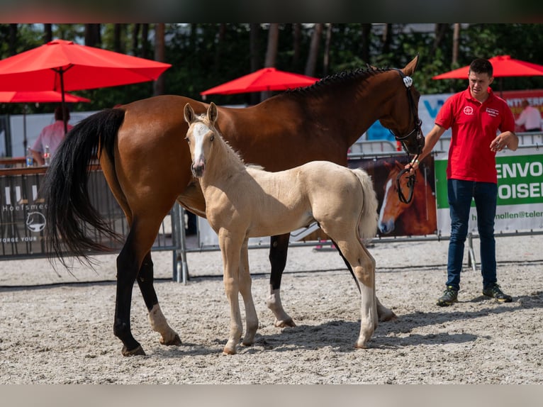 Belgisches Warmblut Hengst Fohlen (06/2026)  in Kaulille