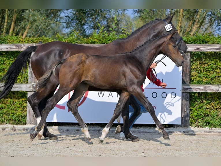 Belgisches Warmblut Hengst Fohlen (05/2024) in Oud-Heverlee