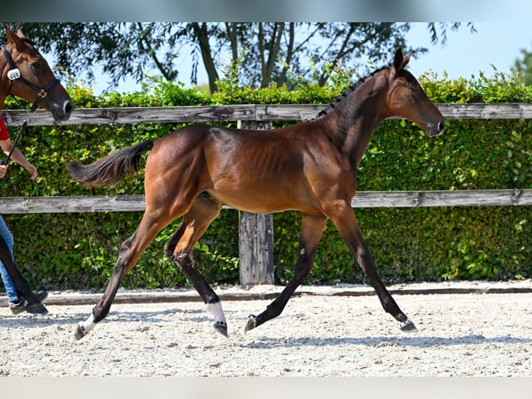 Belgisches Warmblut Hengst Fohlen (04/2024) Dunkelbrauner in Oud-Heverlee