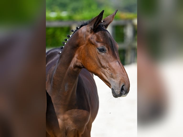 Belgisches Warmblut Hengst Fohlen (04/2024) Dunkelbrauner in Oud-Heverlee