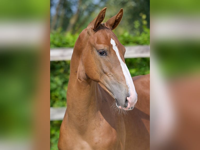 Belgisches Warmblut Hengst Fohlen (04/2024) Dunkelfuchs in Oud-Heverlee