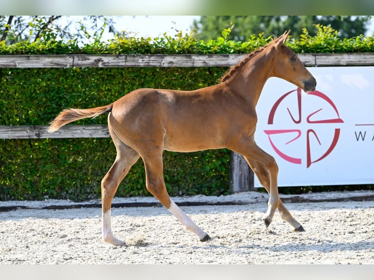 Belgisches Warmblut Hengst Fohlen (05/2024) Dunkelfuchs in Oud-Heverlee