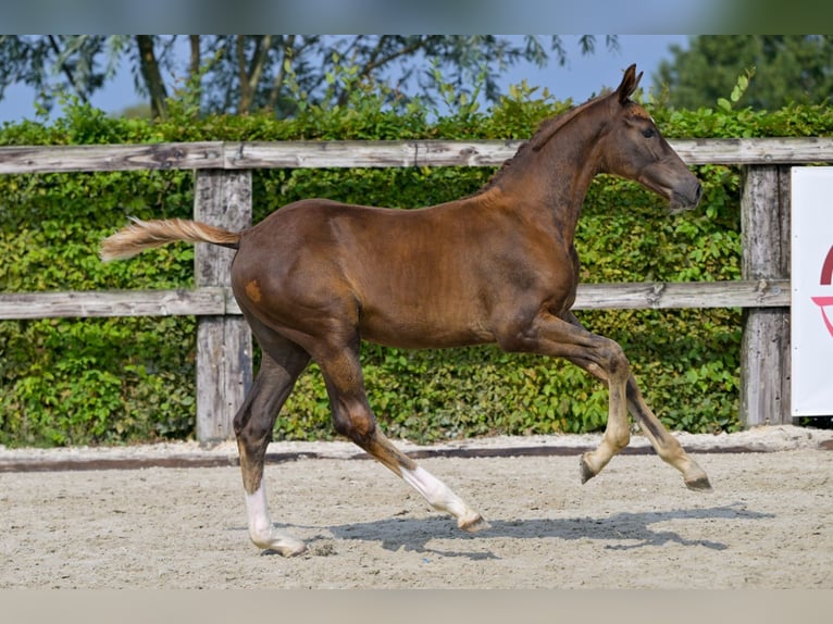 Belgisches Warmblut Hengst Fohlen (05/2024) Dunkelfuchs in Oud-Heverlee