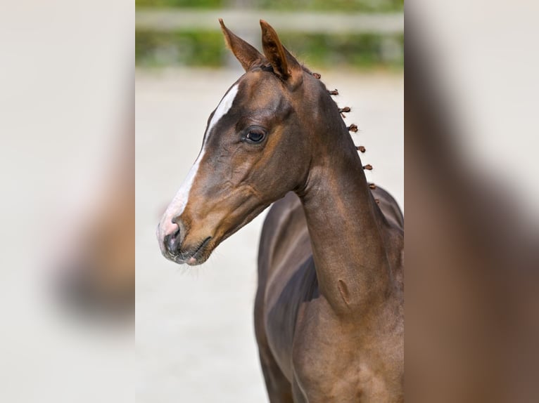 Belgisches Warmblut Hengst Fohlen (06/2024) Dunkelfuchs in Oud-Heverlee