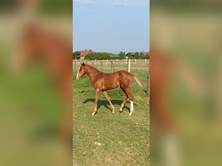 Belgisches Warmblut Hengst Fohlen (05/2024) Fuchs in Aalter