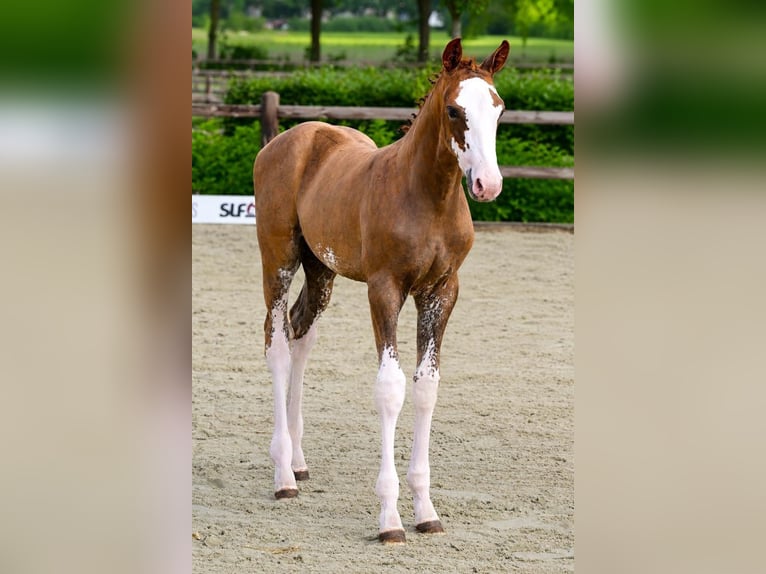 Belgisches Warmblut Hengst Fohlen (04/2026) Fuchs in Bladel