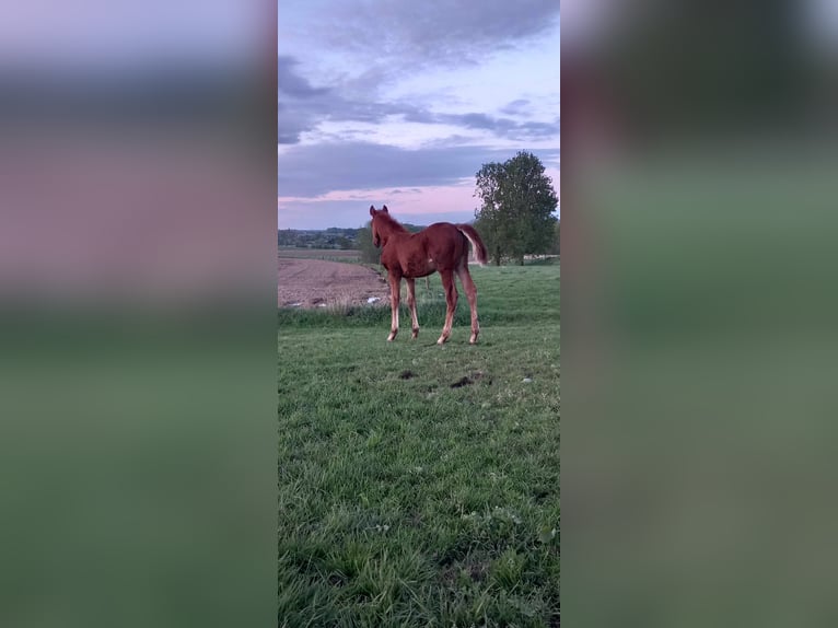 Belgisches Warmblut Hengst Fohlen (02/2024) Fuchs in Bogaarden