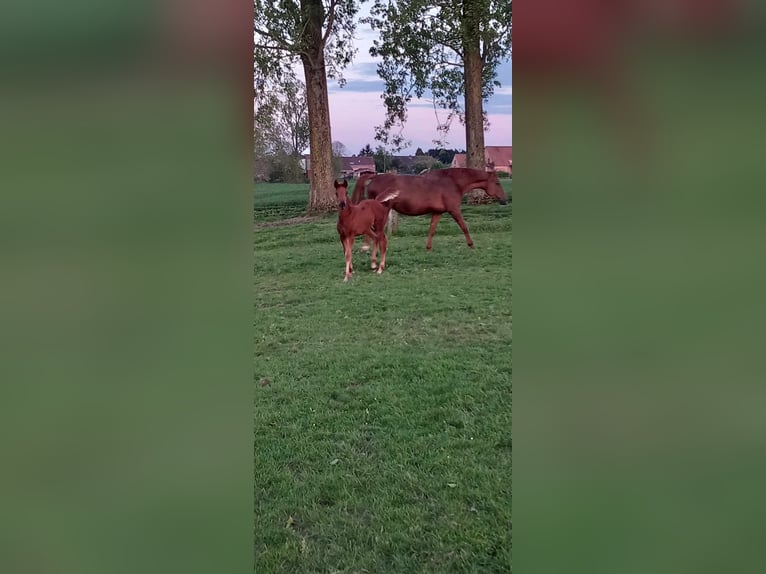 Belgisches Warmblut Hengst Fohlen (02/2024) Fuchs in Bogaarden