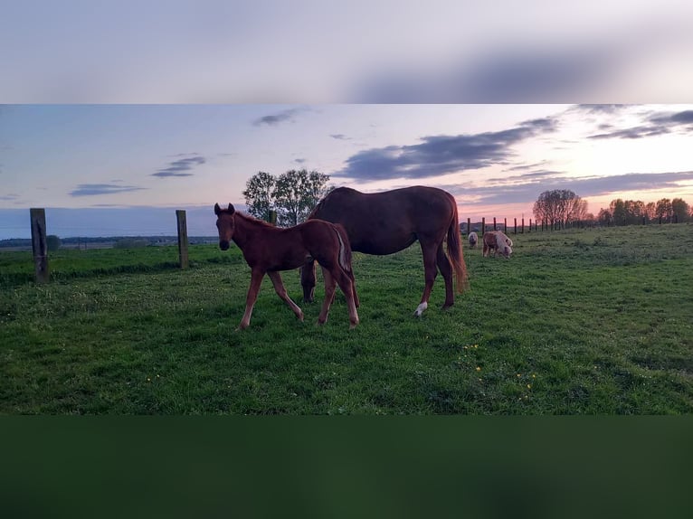 Belgisches Warmblut Hengst Fohlen (02/2024) Fuchs in Bogaarden