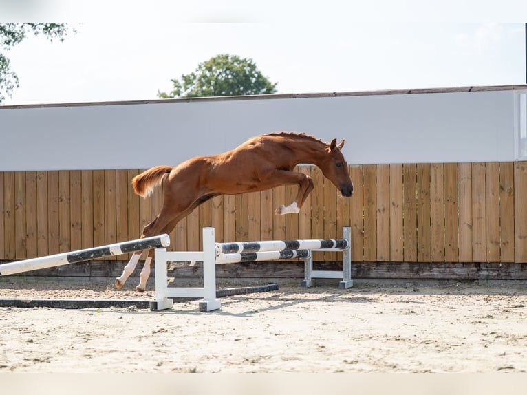 Belgisches Warmblut Hengst Fohlen (04/2025) Fuchs in GROTE-BROGEL
