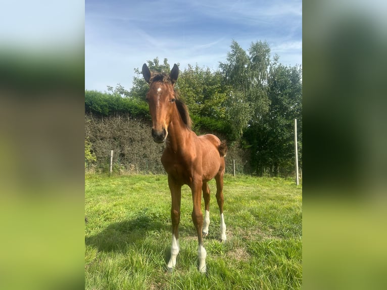 Belgisches Warmblut Hengst Fohlen (05/2025) Fuchs in GROTE-BROGEL